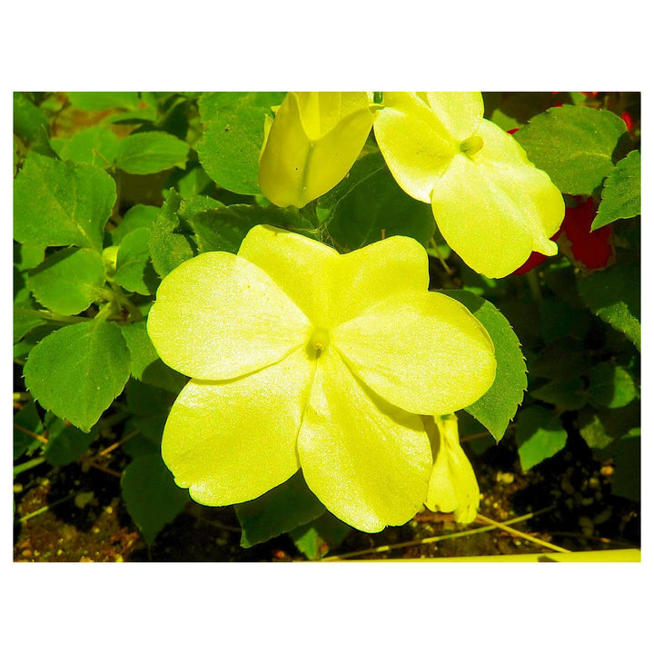 Heirloom Non-GMO Yellow Impatiens Flower Seeds for Planting – Bright Shade-Loving Blooms for Gardens | Neera Seeds product photo [neera-v4-c6310f407db2fb3d4a5b]