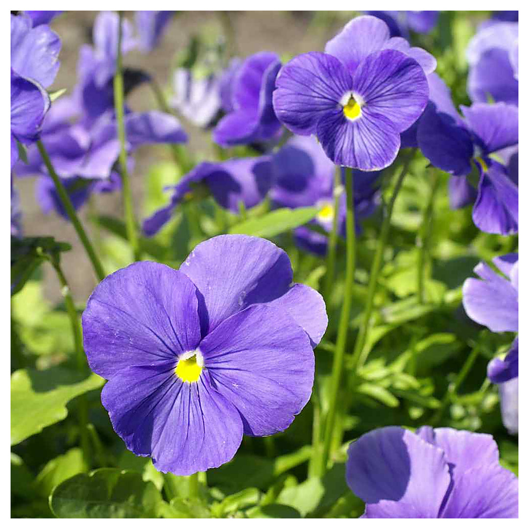 Pansy Blue Seeds for Planting – Organic Heirloom Non-GMO Flower Seeds | Neera Seeds product photo [neera-v4-c6345c51065ecb8c2abc]