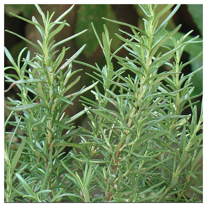 Aromatic Herb Rosemary Heirloom Non-GMO Seeds for Planting | Neera Seeds product photo [neera-v4-c63cc10b2c7b64bd2bef]