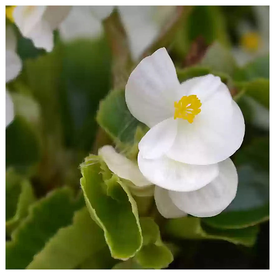 White Begonia Flower Seeds – Heirloom, Non-GMO Seeds for Planting Elegant Garden Blooms | Neera Seeds product photo [neera-v4-c643fbe7fe76f3b7503d]