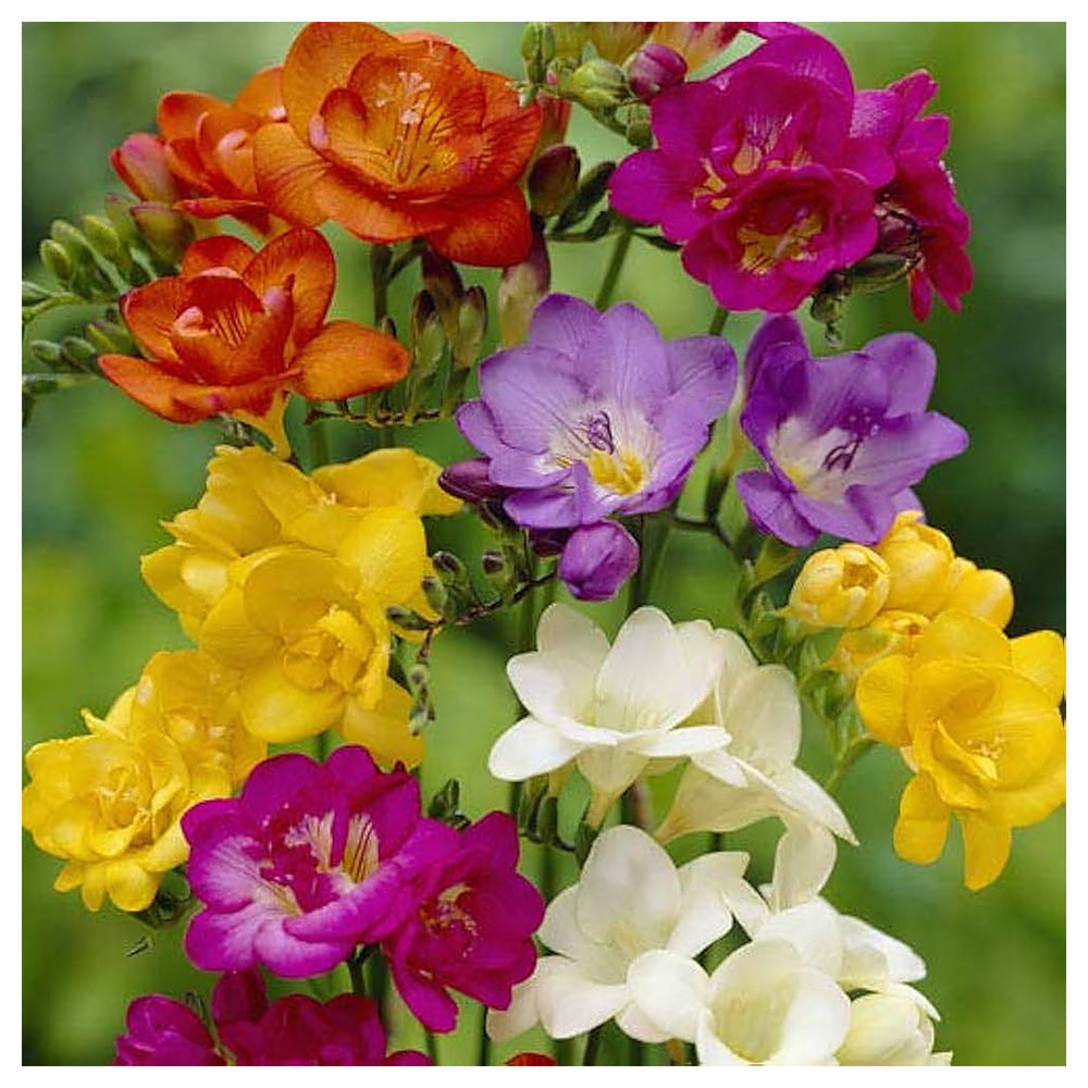 Heirloom Multi Freesia Flower Seeds for Planting – Non-GMO, High Germination Fragrant Garden Blooms | Neera Seeds product photo [neera-v4-c644ef1030fffdfbb336]