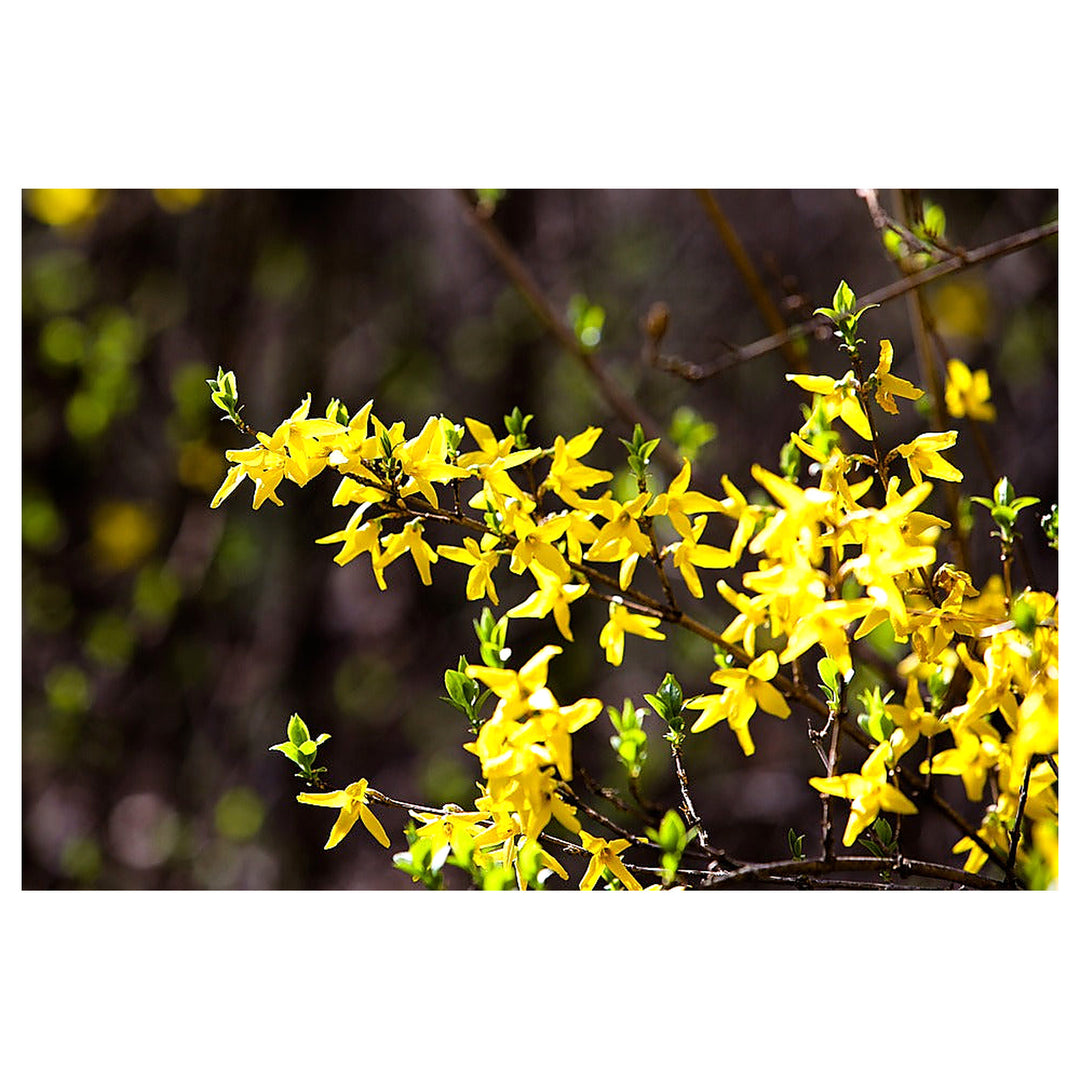 Trifoliate Forsythia Flower Seeds – Heirloom, Non-GMO, High Germination Organic Garden Seeds for Planting | Neera Seeds product photo [neera-v4-c647e4a4a93ec2dd3aaa]