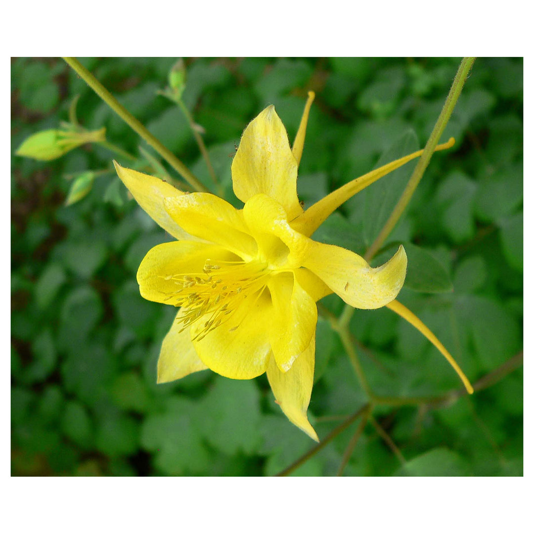Aquilegia Chrysantha Flower Seeds – Heirloom, Non-GMO, Golden Columbine Blooms for Garden Planting | Neera Seeds product photo [neera-v4-c649d26d8c71c3b91f46]