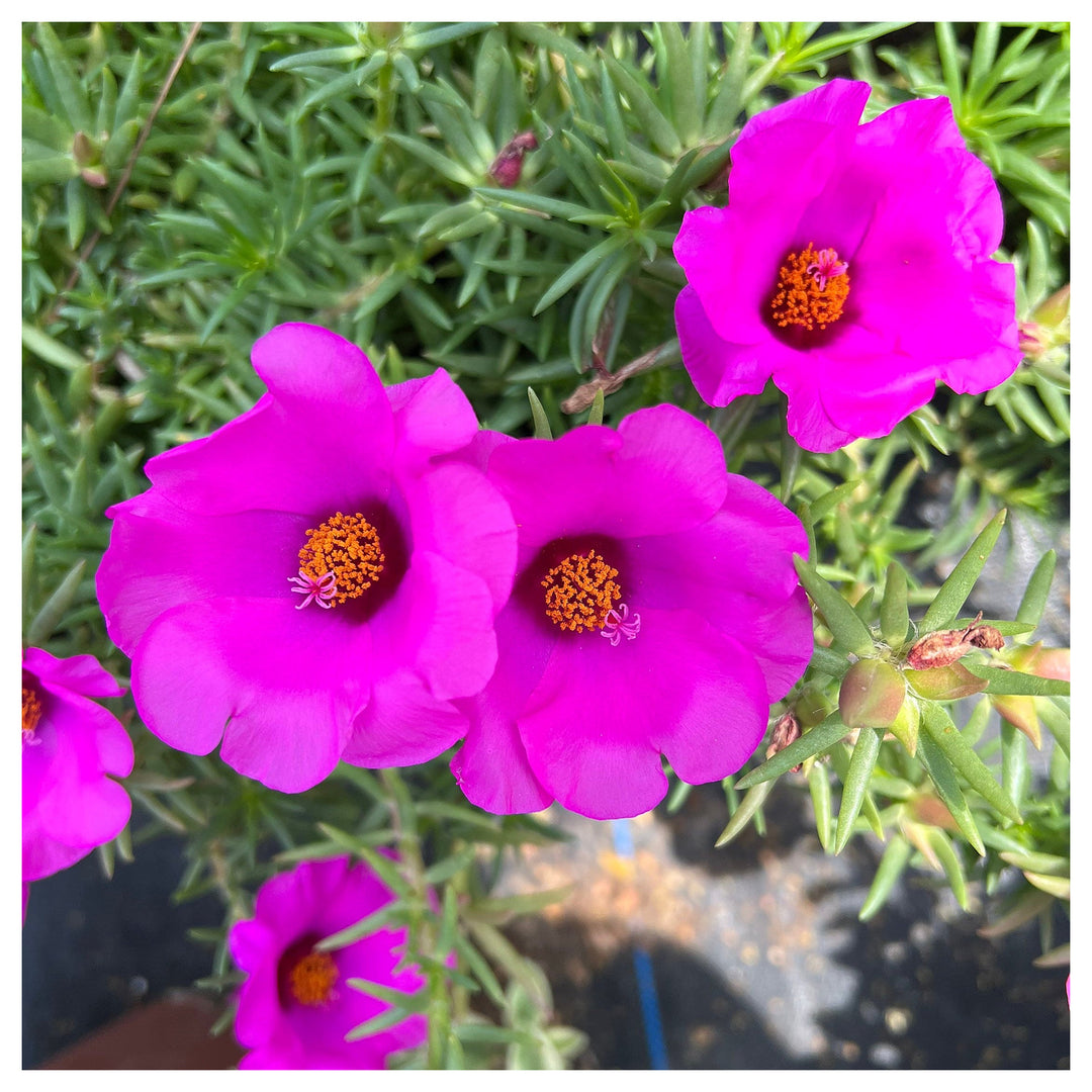 Heirloom Non-GMO Purple Portulaca Flower Seeds for Drought-Tolerant Summer Garden Planting | Neera Seeds product photo [neera-v4-c64bfcbcabff63dc2c35]