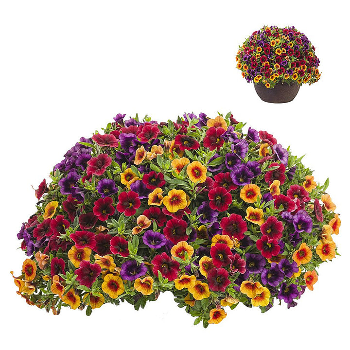 Mixed Superbells Petunia Seeds for Planting | Heirloom Non-GMO High Germination Organic Garden Seeds | Neera Seeds product photo [neera-v4-c6556e518a84b035d844]
