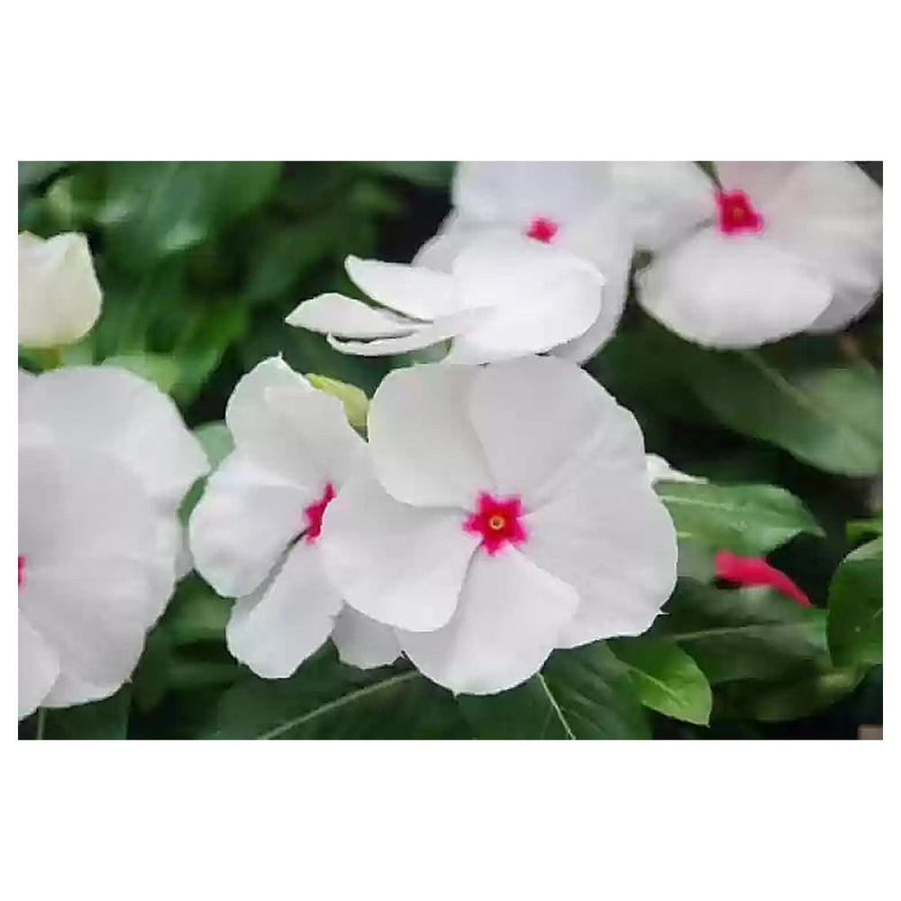 White Vinca Rosea Plant Seeds for Planting – Heirloom Non-GMO Organic Garden Seeds, High Germination | Neera Seeds product photo [neera-v4-c6563d1124bebaaf2cc6]