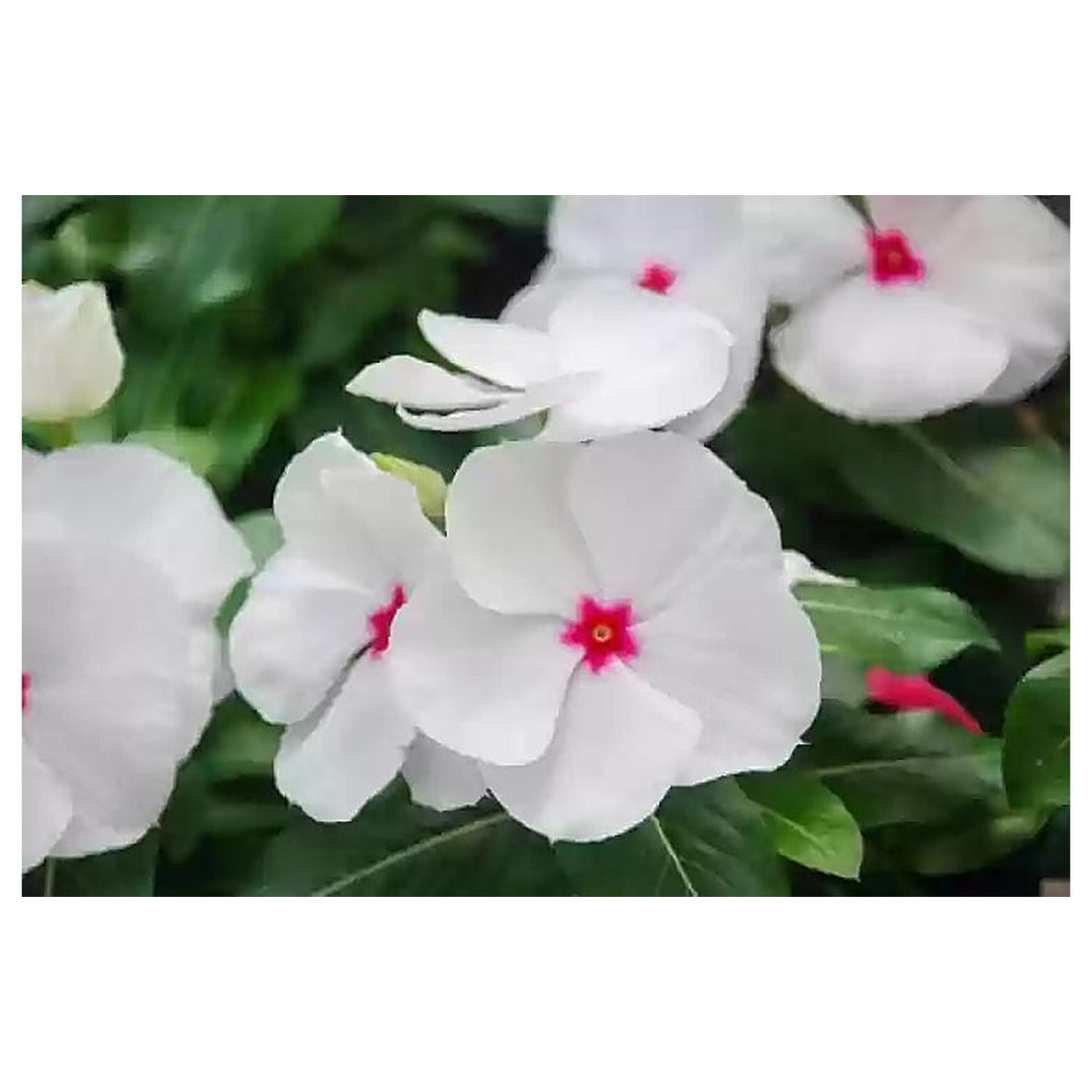 White Vinca Rosea Plant Seeds for Planting – Heirloom Non-GMO Organic Garden Seeds, High Germination | Neera Seeds product photo [neera-v4-c6563d1124bebaaf2cc6]