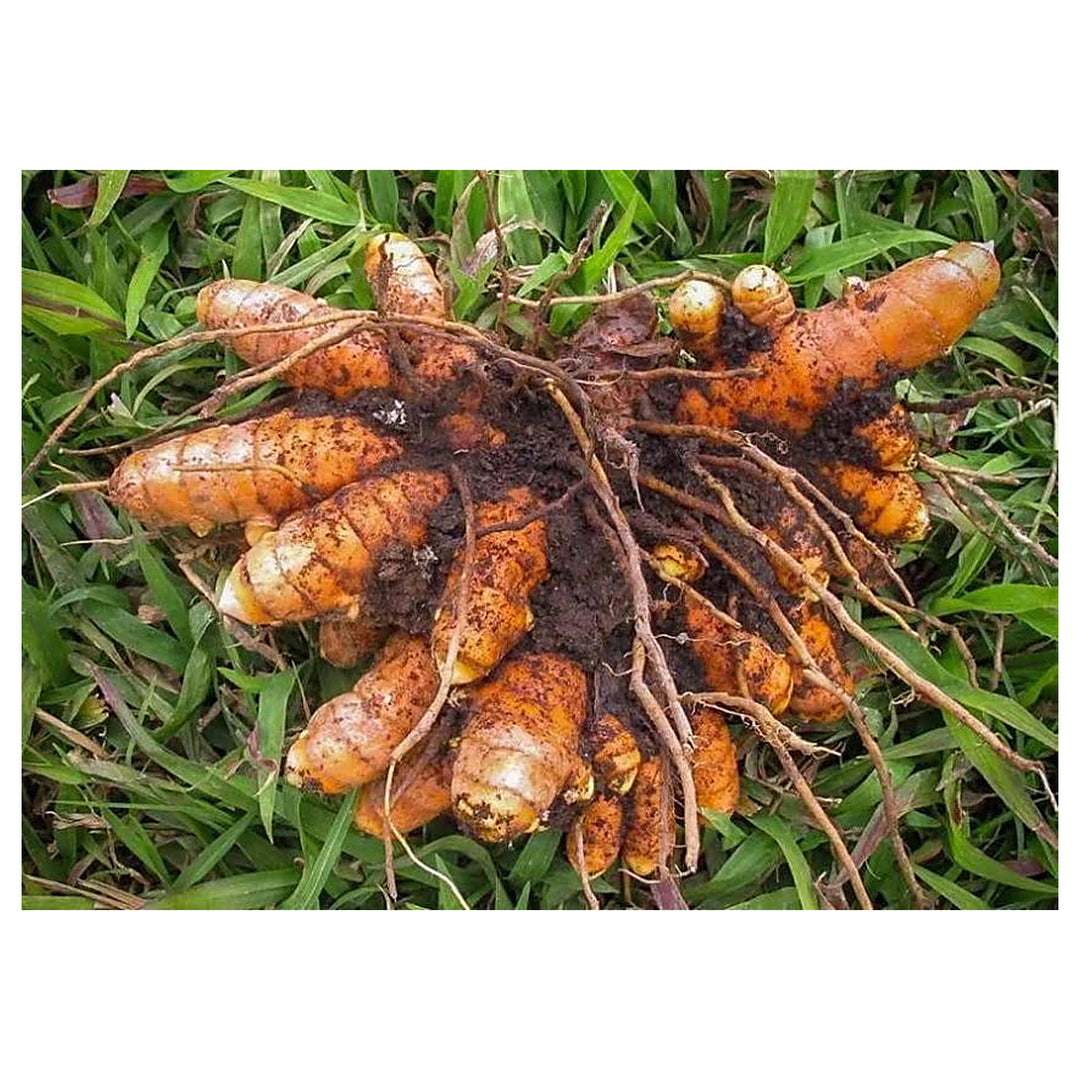 Brown Turmeric Plant Seeds – Heirloom, Non-GMO, High Germination Organic Garden Seeds for Planting – Healing Herbal | Neera Seeds product photo [neera-v4-c6671d799ba30d4b84f2]