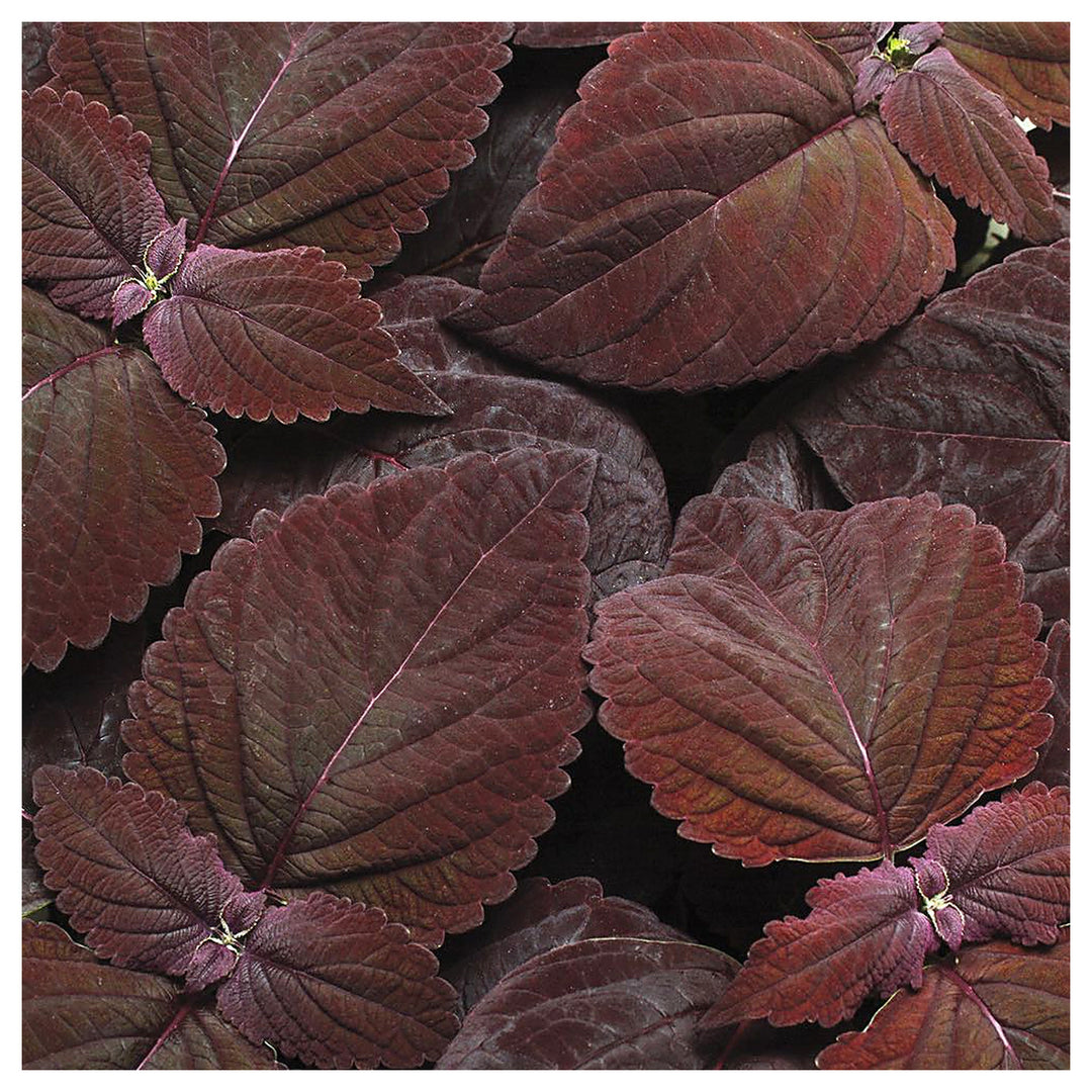 Coleus Premium Sun Dark Chocolate Flower Seeds for Planting – Heirloom Non-GMO | High Germination Garden Seeds | Neera Seeds product photo [neera-v4-c66ec36641f89c5b91c6]