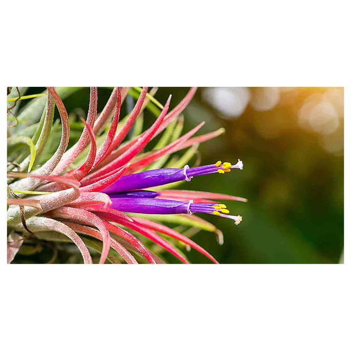 Tillandsia Flower Seeds for Planting – Heirloom, Non-GMO, High Germination, Organic Garden Seeds | Neera Seeds product photo [neera-v4-c670bbba73f56b883527]