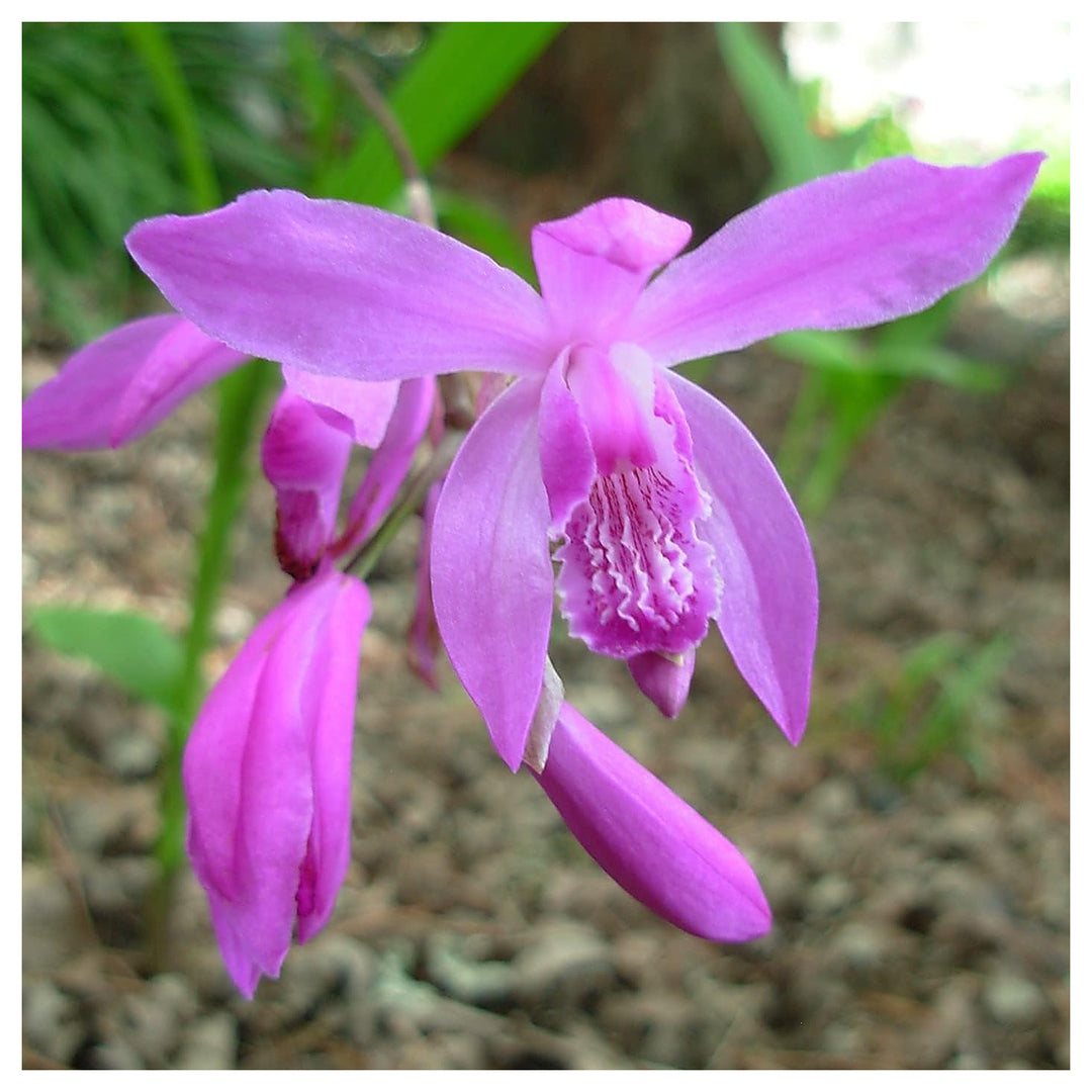 Heirloom Non-GMO Bletilla Striata Flower Seeds for Hardy Orchid and Shade Garden Planting | Neera Seeds product photo [neera-v4-c674e81c12aa94f471b2]