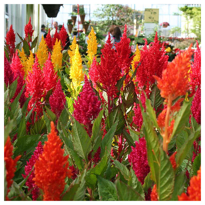 Mixed Celosia Argentea Flower Seeds, Heirloom, Non-GMO Seeds for Planting | Neera Seeds product photo [neera-v4-c6857f7b25ecf4c343cd]