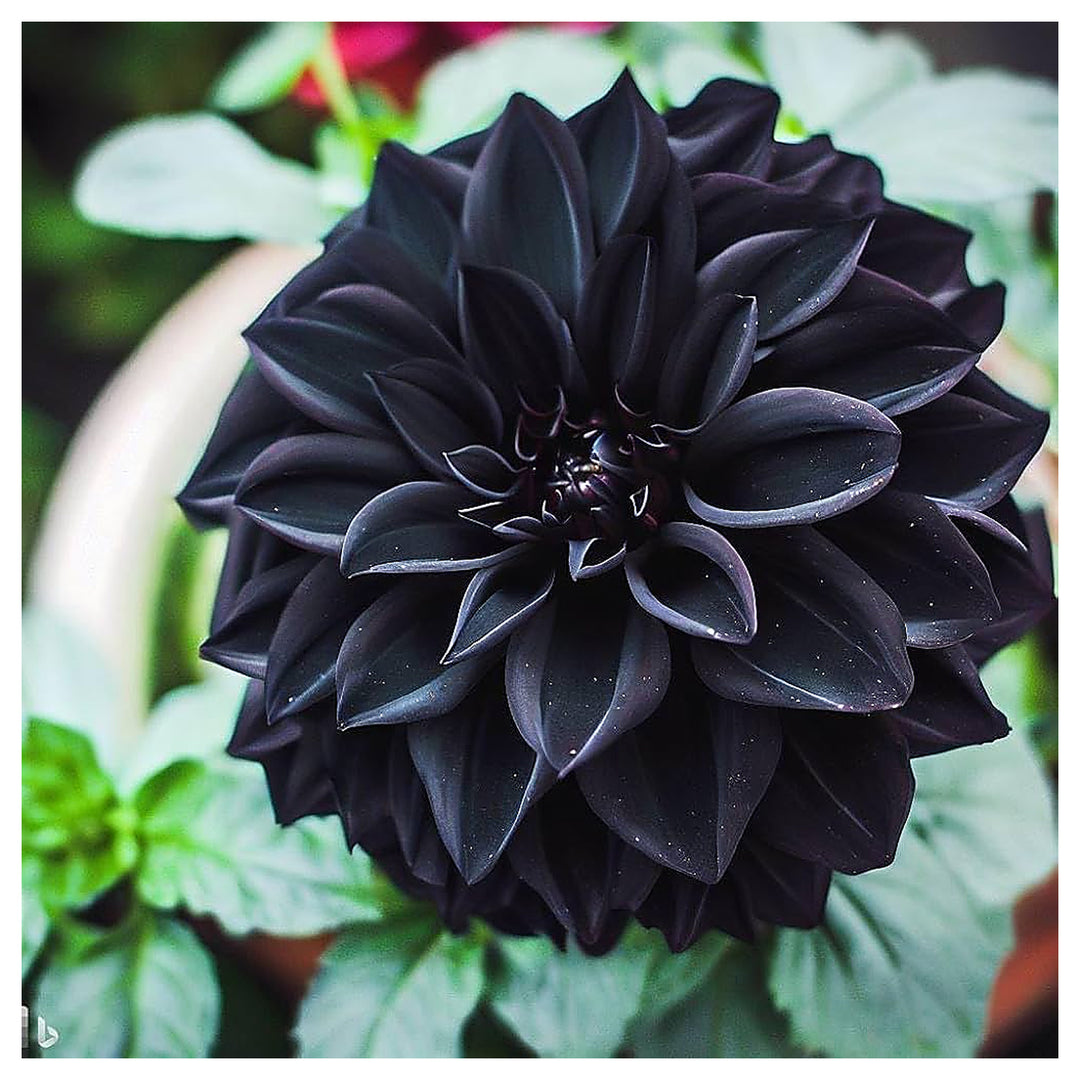 Black Pompon Dahlia Flower Seeds – Heirloom Non-GMO Seeds for Planting, High Germination Organic Garden Blooms | Neera Seeds product photo [neera-v4-c68e93496c503fa90238]