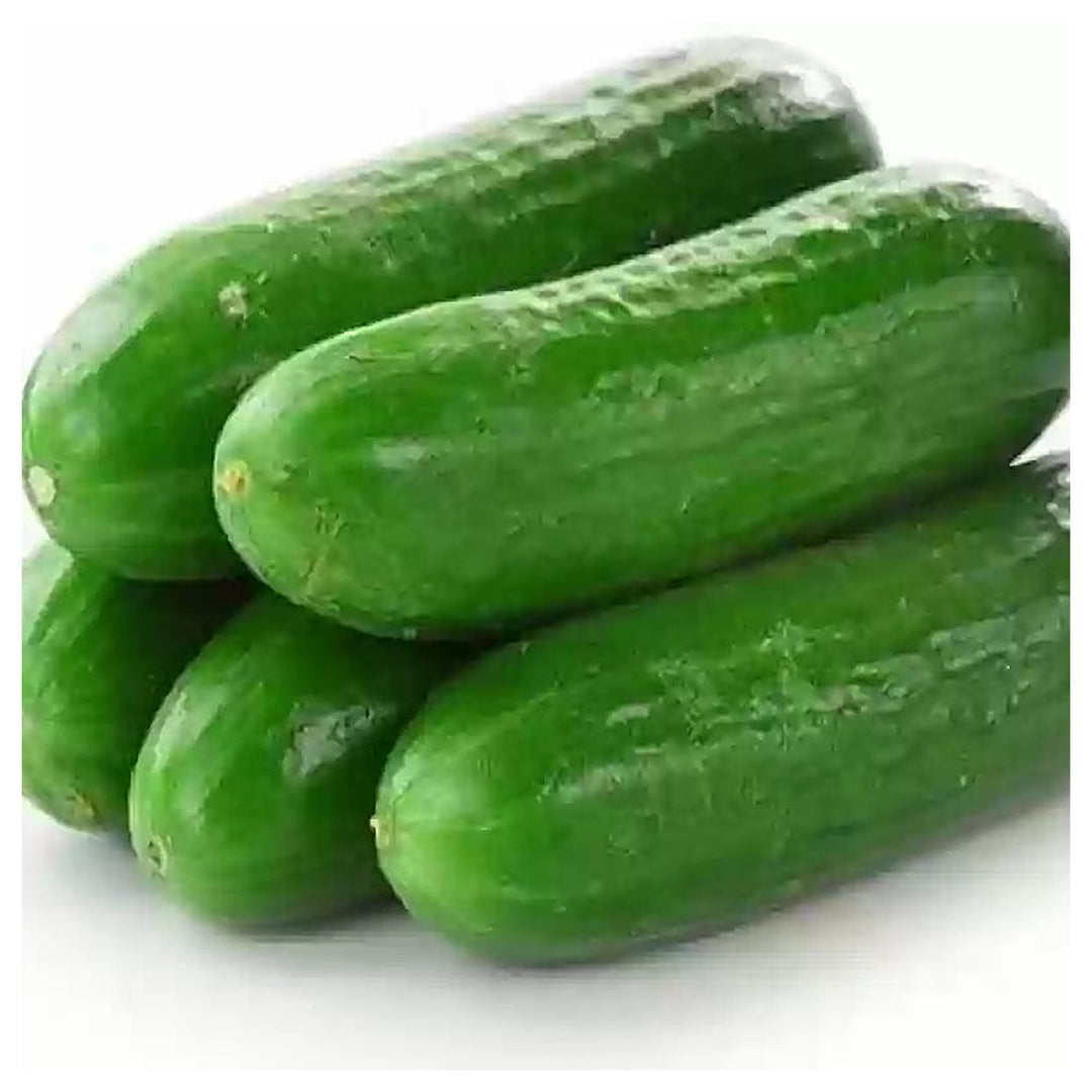 Heirloom Cucumber School Baby F1 Seeds for Planting – Organic, Non-GMO, High Germination Vegetable Seeds | Neera Seeds product photo [neera-v4-c69646faf6b9b91f787d]