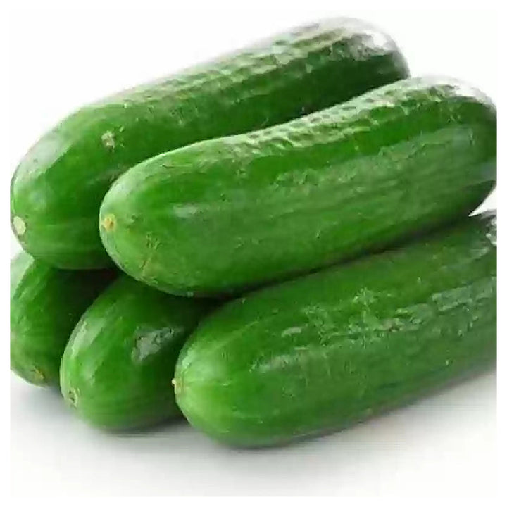 Heirloom Cucumber School Baby F1 Seeds for Planting – Organic, Non-GMO, High Germination Vegetable Seeds | Neera Seeds product photo [neera-v4-c69646faf6b9b91f787d]