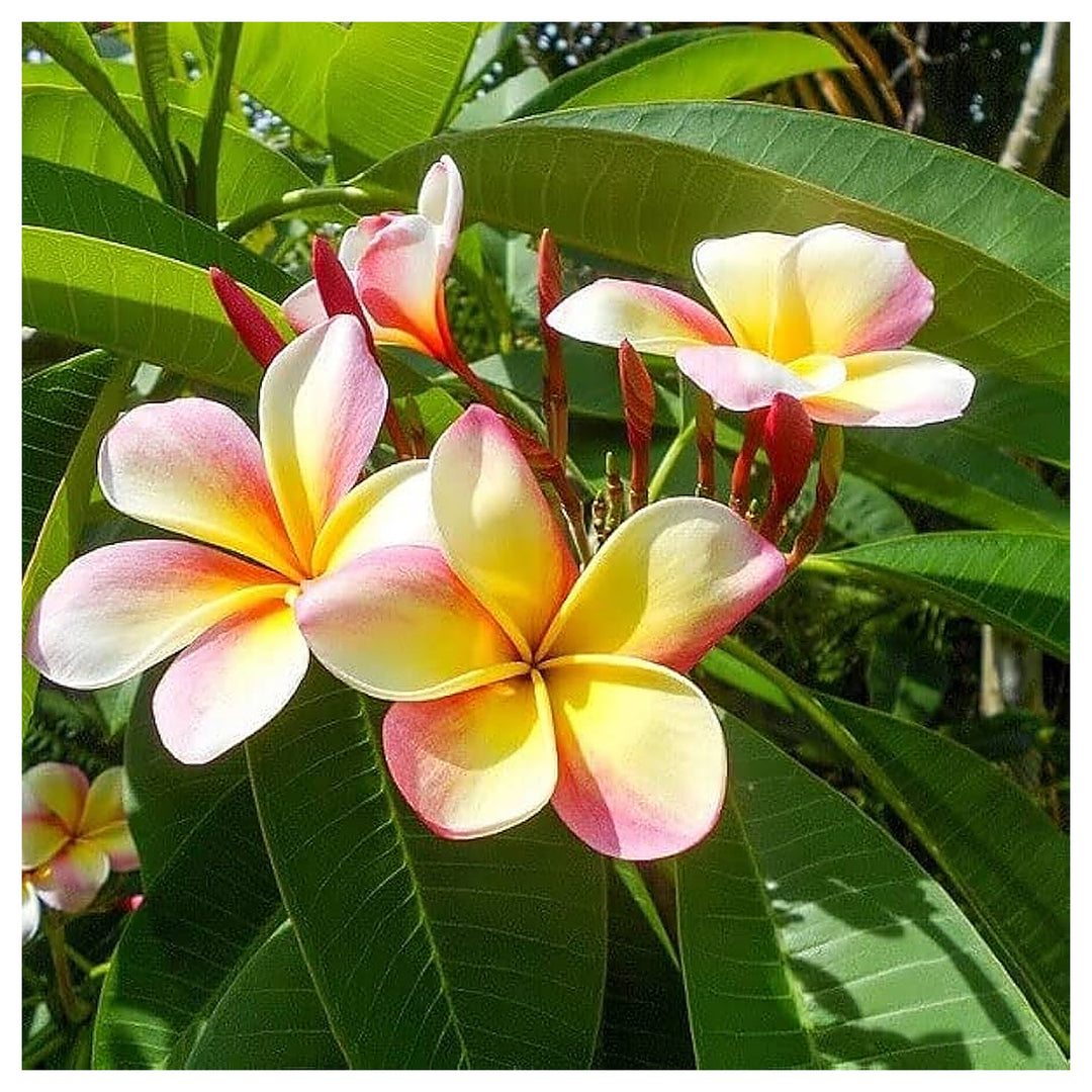 Plumeria Mix Frangipani Rare Tropical Flowering Tree Fragrant Mixed Heirloom Non Gmo Flower Seeds | Neera Seeds product photo [neera-v4-c6aad083720b4f6facac]