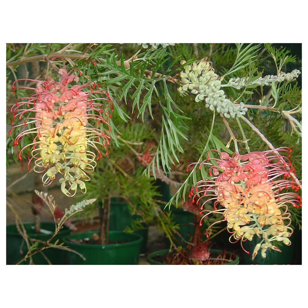 Heirloom Pink Yellow Grevillea Robusta Flower Seeds for Planting | Non-GMO Organic Garden Seeds | High Germination | Neera Seeds product photo [neera-v4-c6ae0cdbee24b1113ef3]
