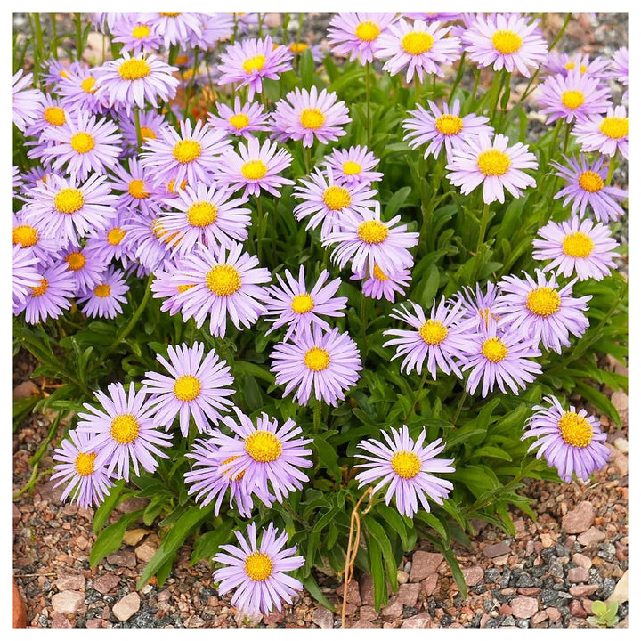 Aster Alpinus Flower Seeds – Heirloom, Non-GMO Alpine Garden Blooms | Neera Seeds product photo [neera-v4-c6b16fe121b136a2807a]