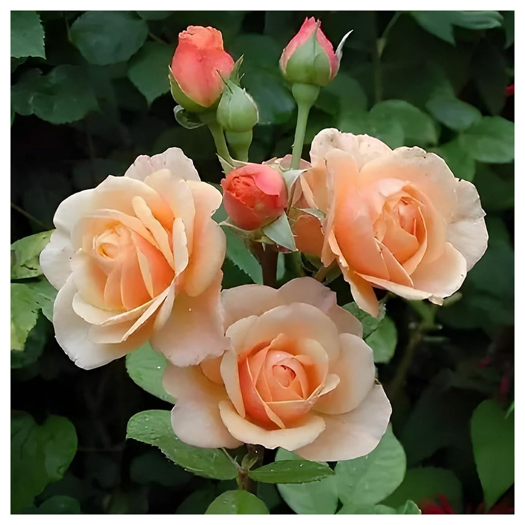 Peach Rose Heirloom Non-GMO Seeds for Planting – Organic Garden Flower Seeds | Neera Seeds product photo [neera-v4-c6b1f10374bab0c0091b]