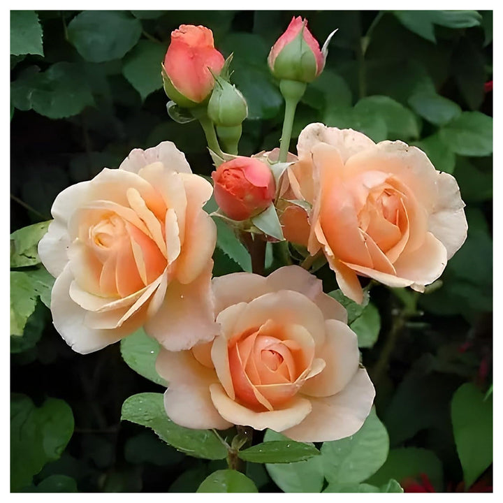 Peach Rose Heirloom Non-GMO Seeds for Planting – Organic Garden Flower Seeds | Neera Seeds product photo [neera-v4-c6b1f10374bab0c0091b]