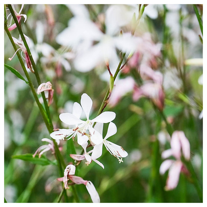 Lindheimeri White Flower Seeds for Planting – Organic, Heirloom, Non-GMO Seeds | Neera Seeds product photo [neera-v4-c6b283eaba07e5e943f5]
