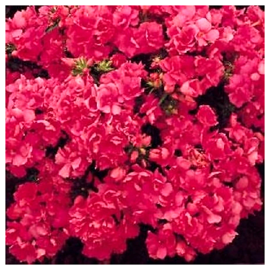 Phlox Drummond Promise Rose Double Flower Phlox Flower Seeds Home Garden Planting, Decorative | Neera Seeds product photo [neera-v4-c6be6b84dca634dd8edb]
