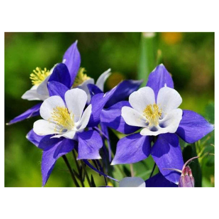 Heirloom Non-GMO Sky Blue Columbine Flower Seeds for Planting – Elegant Perennial Garden Seeds | Neera Seeds product photo [neera-v4-c6c87be41458ca699a13]
