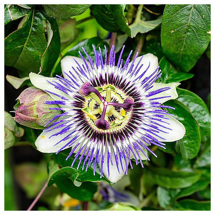 Heirloom Lavender Passion Flower Seeds for Planting – Non-GMO High Germination Organic Garden Seeds | Neera Seeds product photo [neera-v4-c6d2a887d3b75f9a2aa6]