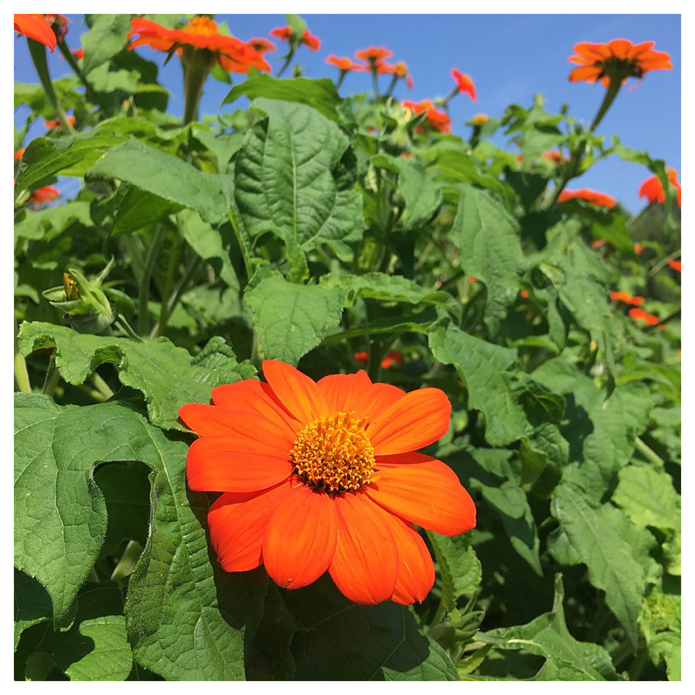 Organic Heirloom Orange Tithonia Flower Seeds for Planting – Non-GMO, High Germination Organic Garden Seeds | Neera Seeds product photo [neera-v4-c6d34528b79dbdc8f882]