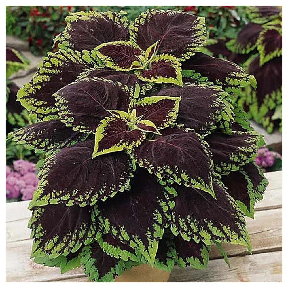 Heirloom Coleus kong scarlet Flower Seeds for Planting -  Beautiful Blooms, Heirloom seeds | Neera Seeds product photo [neera-v4-c6da003460432ad5d204]