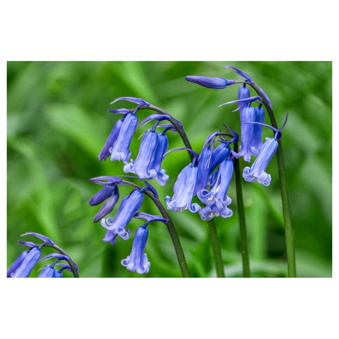 Heirloom Non-GMO Bluebell Flower Seeds – Unique Bell-Shaped Blooms for Planting | High Germination Organic Seeds | Neera Seeds product photo [neera-v4-c70cb7b1f4679bff3bb0]