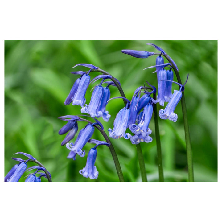 Heirloom Non-GMO Bluebell Flower Seeds – Unique Bell-Shaped Blooms for Planting | High Germination Organic Seeds | Neera Seeds product photo [neera-v4-c70cb7b1f4679bff3bb0]