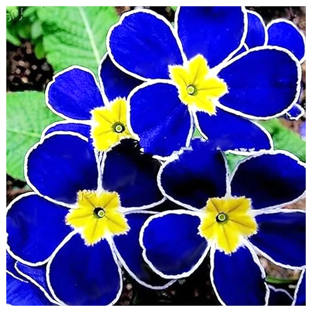 Heirloom Non-GMO Blue Evening Primrose Flower Seeds for Planting – Fragrant Garden Blooms | High Germination | Neera Seeds product photo [neera-v4-c7158f638b459d759a45]