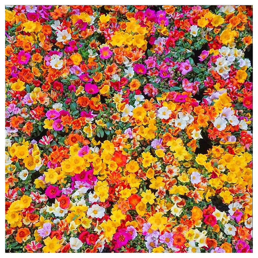 Blooming Wildflower For Planting Various Species For Backyard Landscapes And Sunny Borders Flower | Neera Seeds product photo [neera-v4-c71d613b9bb11855068c]