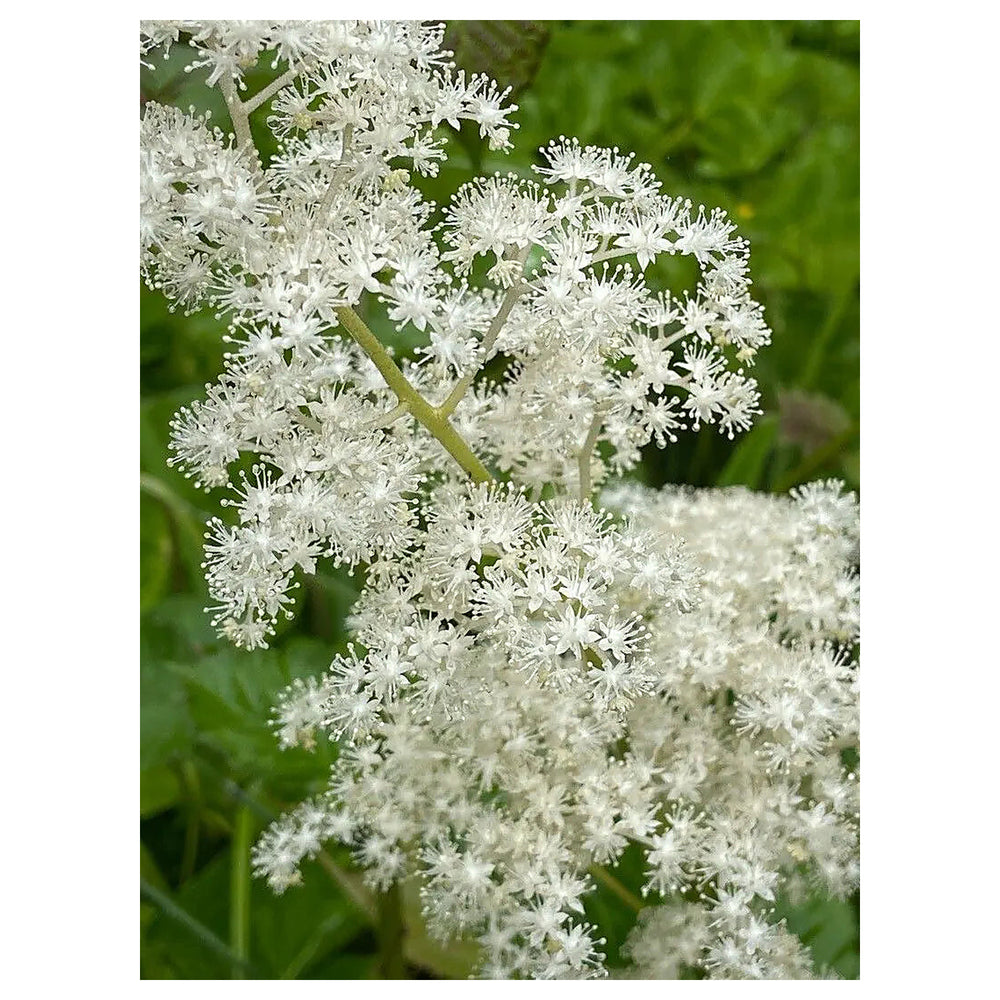 Heirloom Non-GMO Rodgersia Flower Seeds – Ornamental Perennial Flower Seeds for Planting | Neera Seeds product photo [neera-v4-c7231f0562921e487fe4]