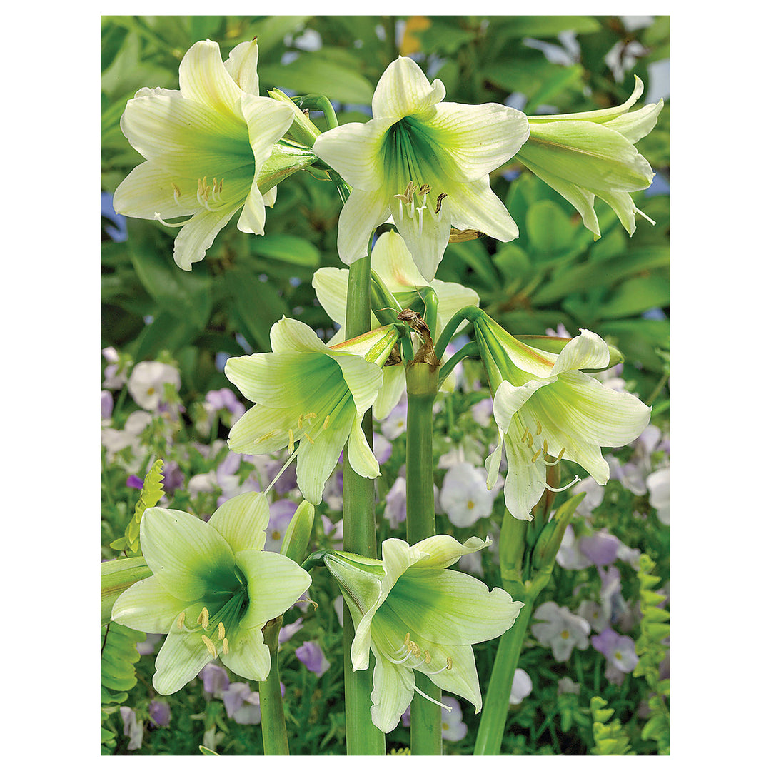 Green Hippeastrum Rutilum Flower Seeds for Planting – Heirloom, Non-GMO, High Germination Organic Amaryllis Seeds | Neera Seeds product photo [neera-v4-c7297b6557e0de9f5ac8]
