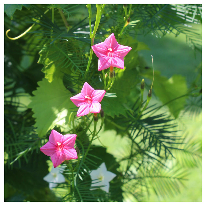 Annual Rose Cypress Vine Flower Seeds for Planting – 100 pcs | Heirloom Non-GMO Organic Garden Blooms | Neera Seeds product photo [neera-v4-c72a6cc4b9cc24cb0740]