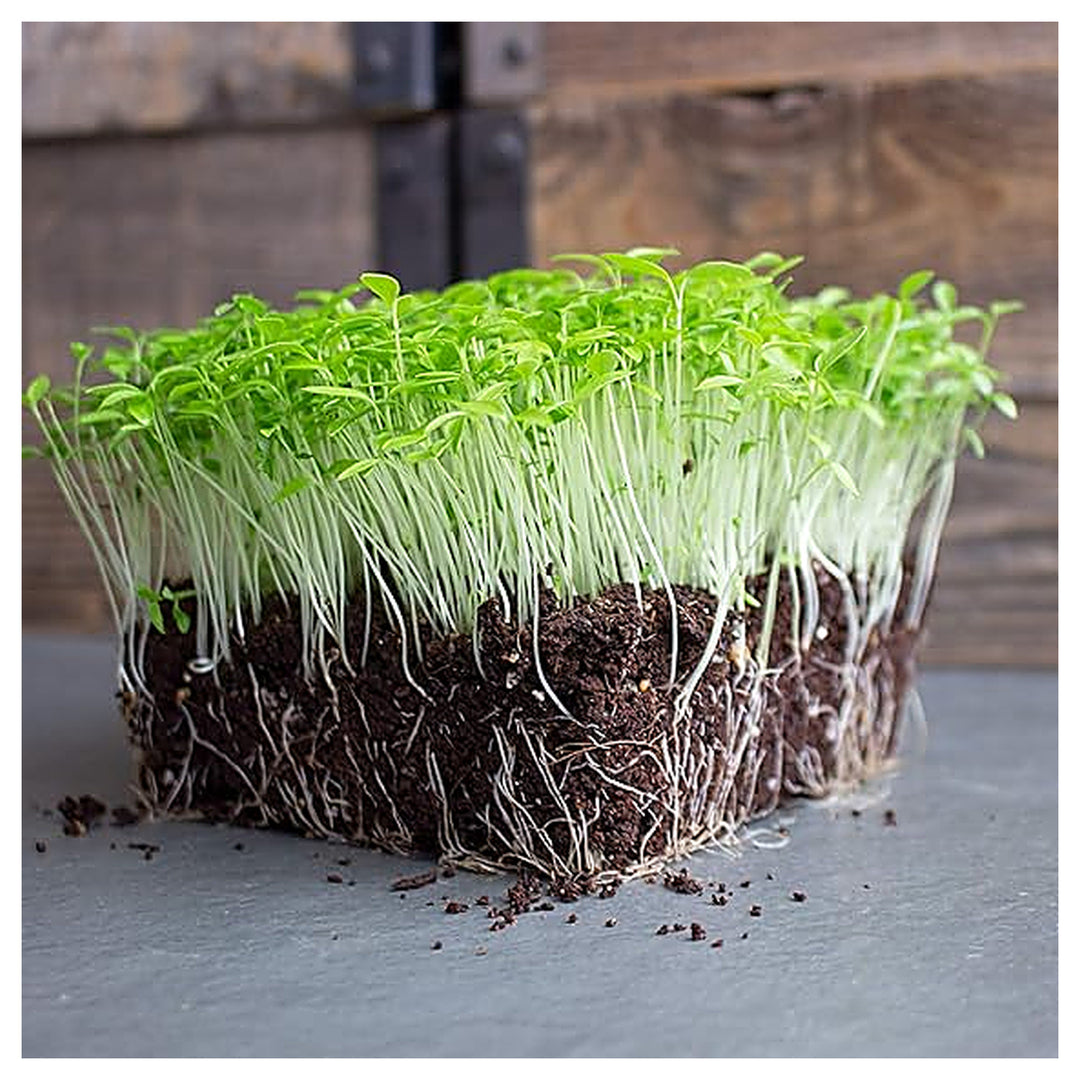 Parsley Italian Flat Leaf Seeds – Heirloom, Non-GMO, High Yield Culinary Herb | Neera Seeds product photo [neera-v4-c72aecafa17219357076]