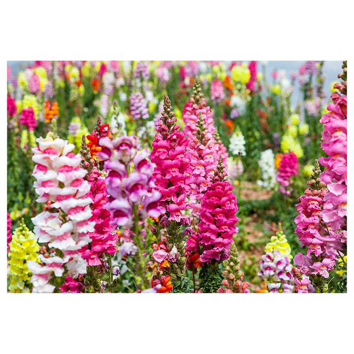 Heirloom Antirrhinum Flower Seeds, Non-GMO, Snapdragon Blooms for Garden Borders | Neera Seeds product photo [neera-v4-c72d5be953cf63525629]