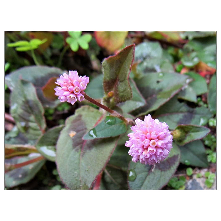 Polygonum Capitatum Flower Seeds – Heirloom Non-GMO Seeds for Creeping &amp; Decorative Garden Planting | Neera Seeds product photo [neera-v4-c7523086533f80b2218f]