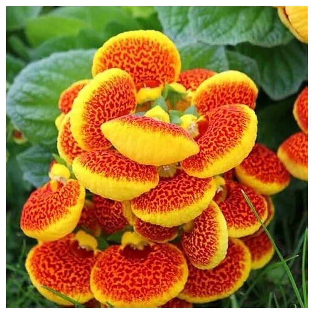 Heirloom Orange Calceolaria Perennial Flower Seeds – Non-GMO Organic Garden Seeds for Planting with High Germinatio | Neera Seeds product photo [neera-v4-c75401cdc464c1d0da6b]