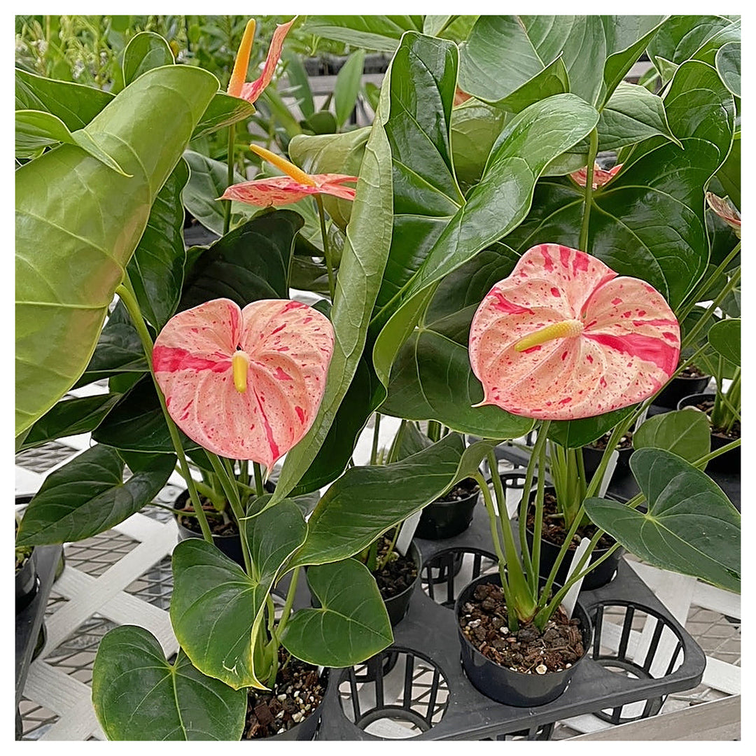 Heirloom Non-GMO Anthurium Bonsai Flower Seeds for Planting – Exotic Miniature Indoor Blooms, High Germination | Neera Seeds product photo [neera-v4-c763634c3566f985b975]