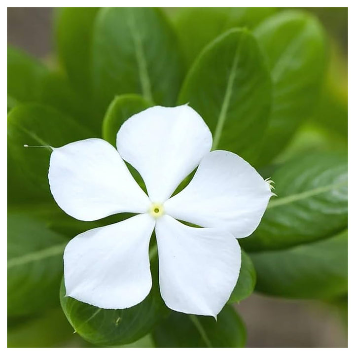 White Vinca Flower Seeds – Elegant, Low-Maintenance Annuals for Garden Planting | Neera Seeds product photo [neera-v4-c764f688ec72edc033ee]