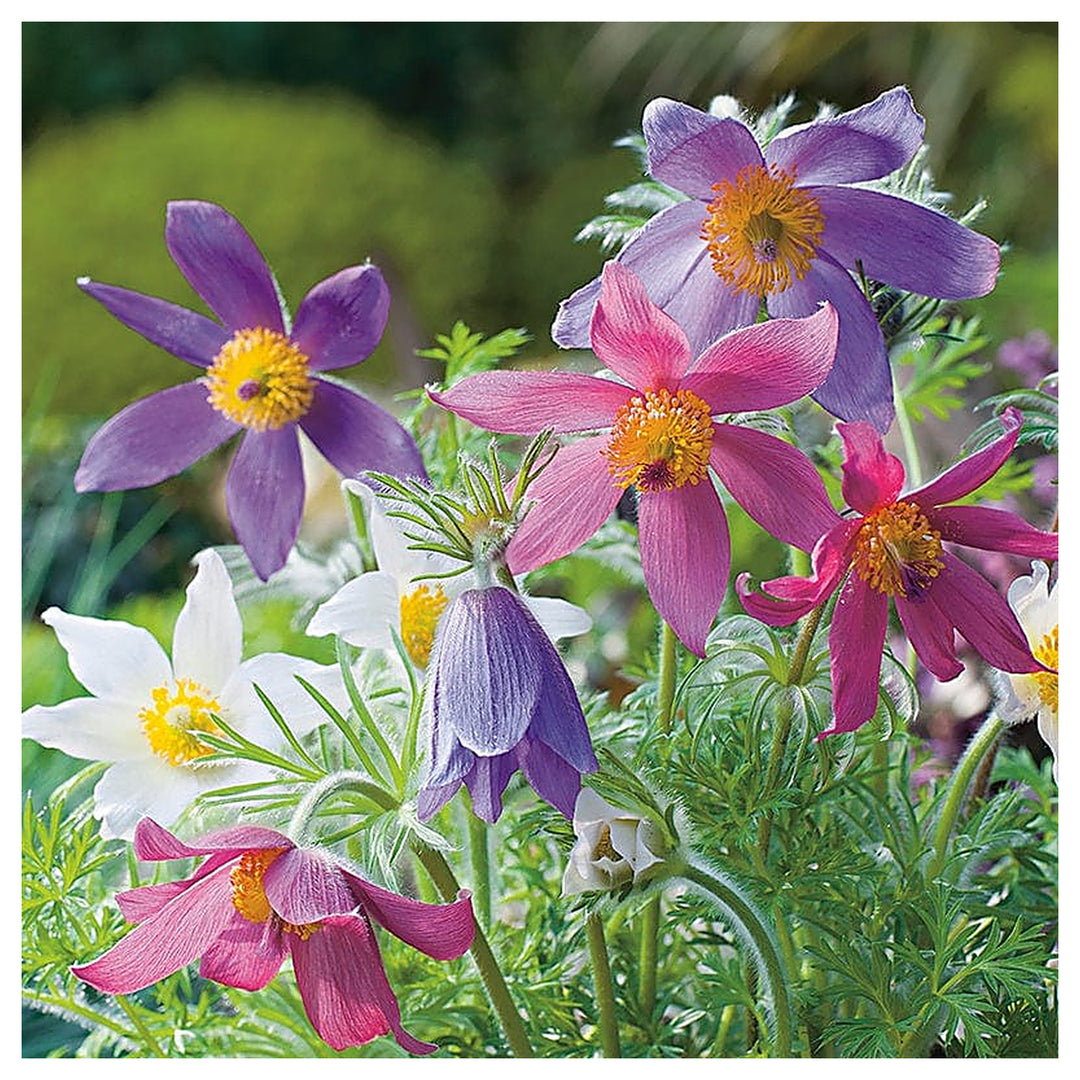 Mixed Anemone Pulsatilla Flower Seeds for Planting – Heirloom, Non-GMO, High Germination Colorful Perennial Blooms | Neera Seeds product photo [neera-v4-c773f51b51b435f7f406]