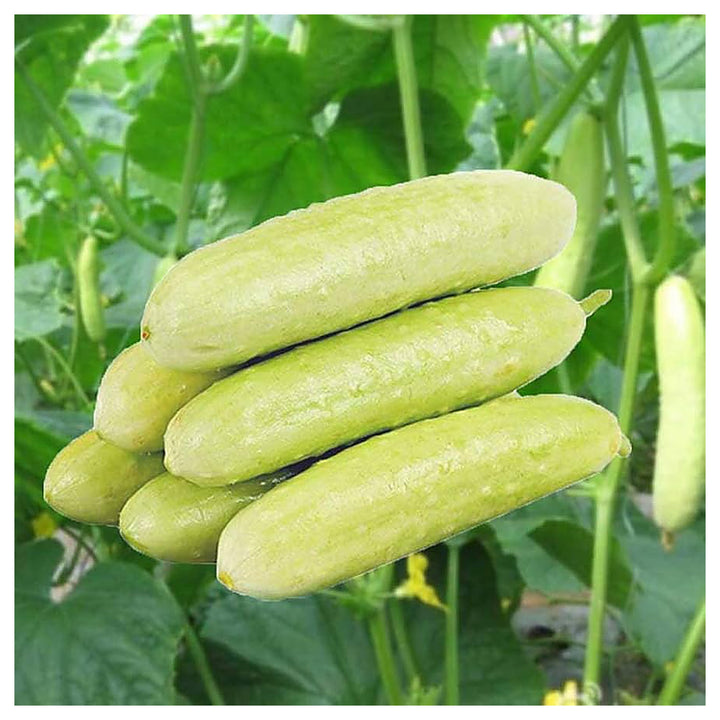 Organic Cucumber Peach or White Seeds for Planting – Heirloom, Non-GMO, High Germination Vegetable Seeds | Neera Seeds product photo [neera-v4-c787a22930dcb5fbab26]