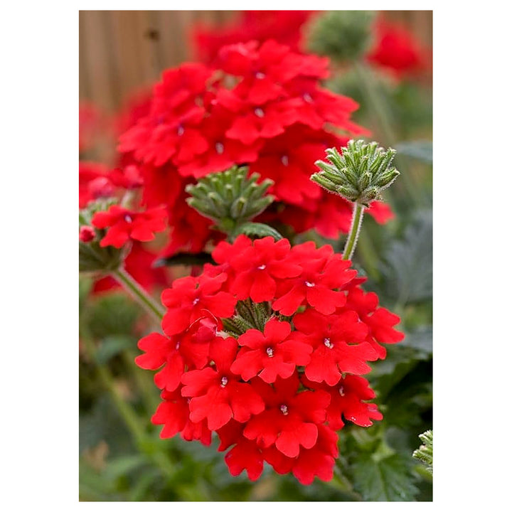 Fresh Red Verbena Heirloom Non-GMO Seeds for Planting – High Germination Organic Garden Seeds for Bright, Long-Last | Neera Seeds product photo [neera-v4-c79af0b234e8b1173056]