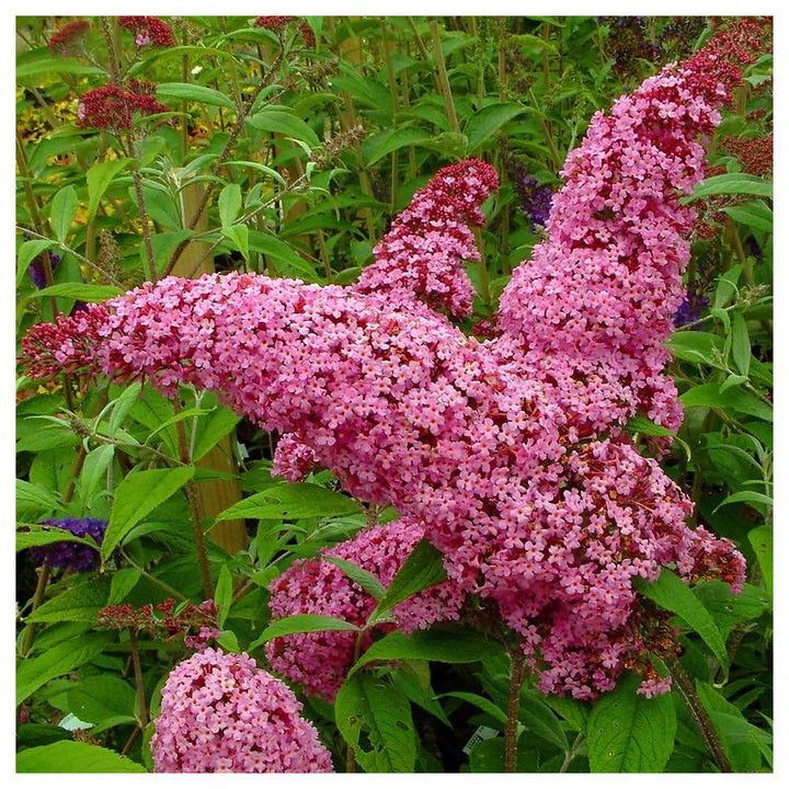Pink Buddleia Butterfly Bush Seeds for Planting – Vibrant Blooms, Non-GMO, Heirloom | Neera Seeds product photo [neera-v4-c7a28685fab726d6942a]