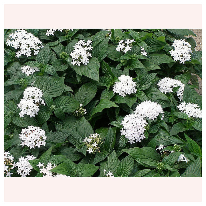White Pentas Starla Flower Seeds for Planting - Heirloom Non-GMO High Germination Organic Garden Seeds | Neera Seeds product photo [neera-v4-c7a84697d844ebb07539]