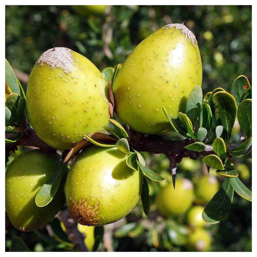 Argania Fruit Seeds – Grow Resilient & Nutritious Fruit Trees | Neera Seeds product photo [neera-v4-c7aebd7f0e703321887a]