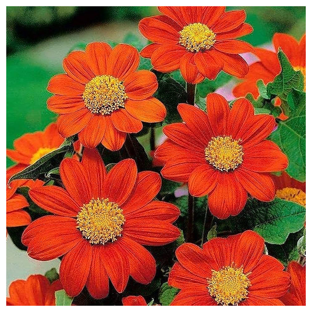 Mexican Sunflower Planting Tithonia Tall Bush Drought Tolerant Flower Seeds Home Garden | Neera Seeds product photo [neera-v4-c7b22c7e9c2f905c6745]